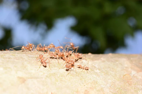 Close Tiro Muitas Formigas Árvore — Fotografia de Stock