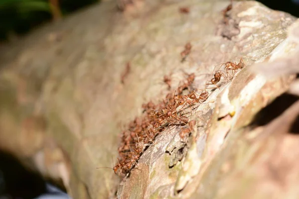 Nahaufnahme Vieler Ameisen Auf Baum — Stockfoto