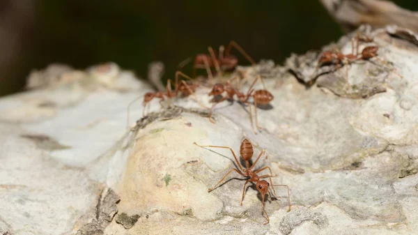 Κοντινό Πλάνο Πολλών Μυρμηγκιών Στο Δέντρο — Φωτογραφία Αρχείου