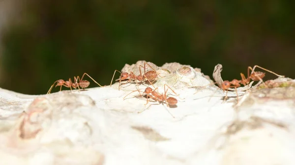 Κοντινό Πλάνο Πολλών Μυρμηγκιών Στο Δέντρο — Φωτογραφία Αρχείου