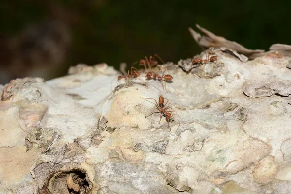 Ağaçtaki Birçok Karıncayı Yakın Çekim — Stok fotoğraf