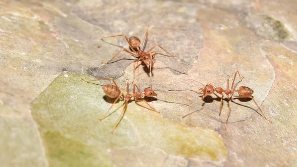 Close Shot Many Ants Tree — Stok Foto