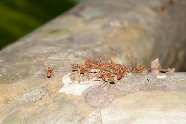 Nahaufnahme Vieler Ameisen Auf Baum — Stockfoto