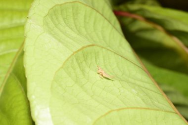 Parlak güneş ışığında yemyeşil bir yaprak üzerinde böcek