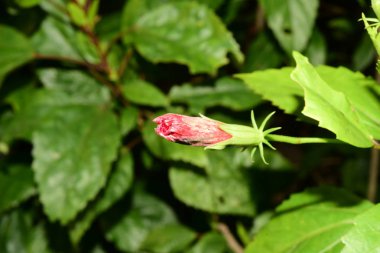 Parlak güneş ışığında çiçek tomurcuğuyla yemyeşil bir kök.