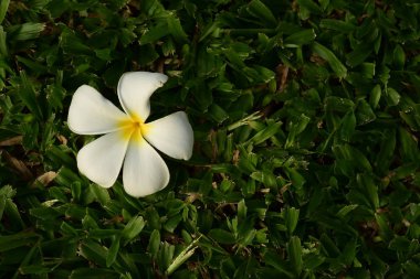 Beyaz tropikal çiçekler çalılıklarda çiçek açıyor