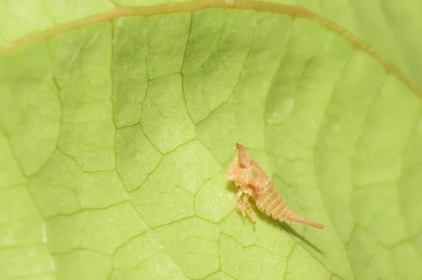 艳阳高照下绿叶上的昆虫 — 图库照片