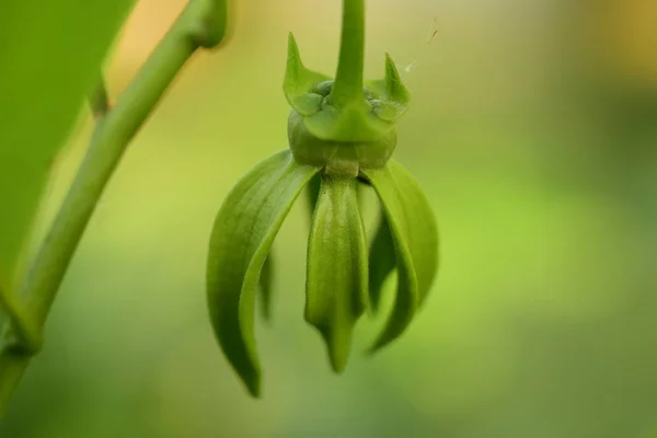 艳阳高照的绿茎 — 图库照片