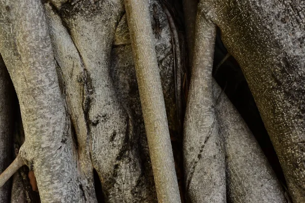 樹皮の表面抽象的な背景 — ストック写真