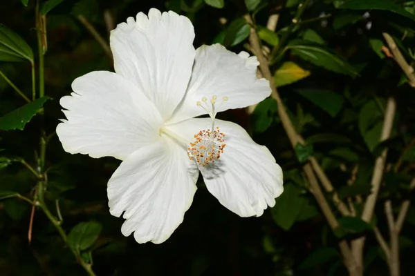 Floración Flor Tropical Blanca Tiro Cerca — Foto de Stock