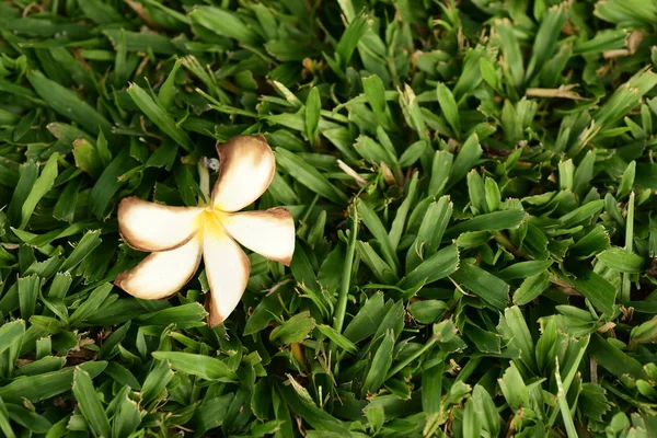 Flor Tropical Branca Florescendo Arbusto — Fotografia de Stock