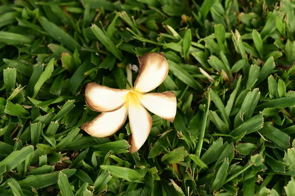 Vit Tropisk Blomma Blommar Buske — Stockfoto