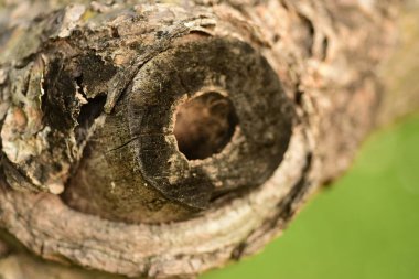 ağaç kabuğu yüzeyi, soyut arkaplan