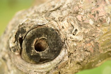 ağaç kabuğu yüzeyi, soyut arkaplan