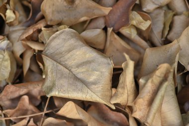 Yere düşmüş yapraklar