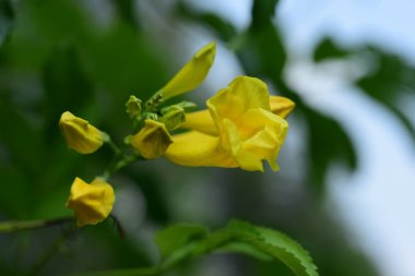 parlak güneş ışığı altında sarı çiçek çiçeklenme