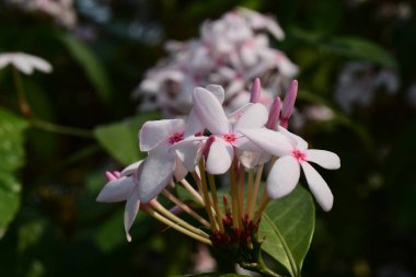 parlak güneş ışığında açan pembe çiçekler