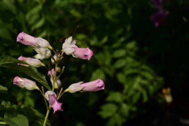 parlak güneş ışığında açan pembe çiçekler