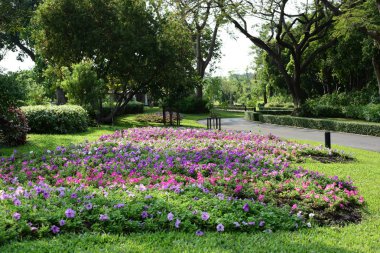 Bereketli yeşillikli güneşli parkın manzarası