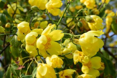 parlak güneş ışığı altında sarı çiçek çiçeklenme