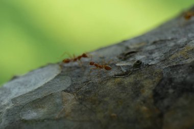 Ağaçtaki birçok karıncayı yakın çekim