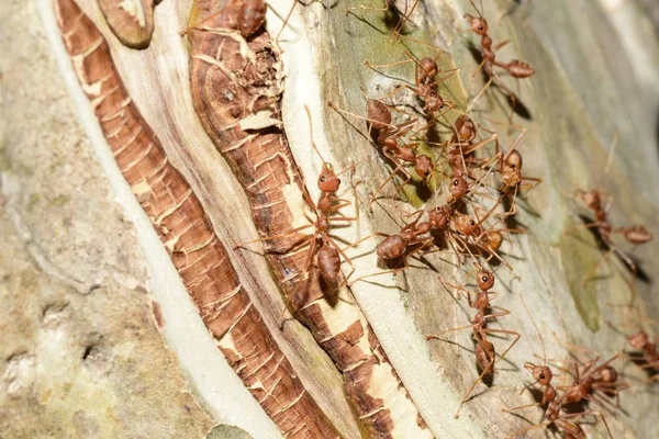 개미들을 가까이 — 스톡 사진