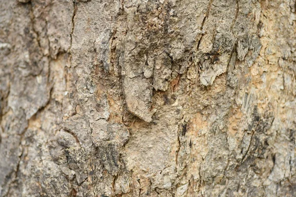树皮表面 抽象背景 — 图库照片