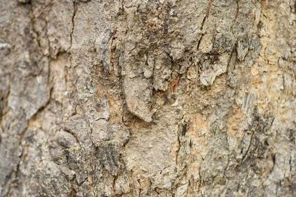 Superficie Corteza Árbol Fondo Abstracto — Foto de Stock