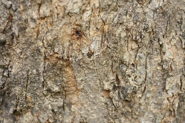 ağaç kabuğu yüzeyi, soyut arkaplan