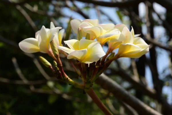 Witte Tropische Bloemen Bloeien Boom — Stockfoto