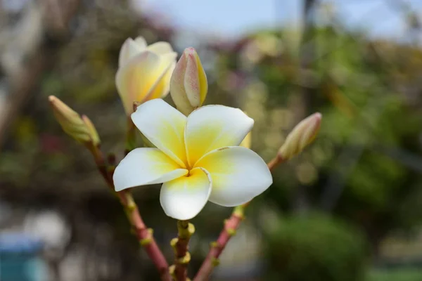 Bílá Tropické Květiny Kvetoucí Stromě — Stock fotografie