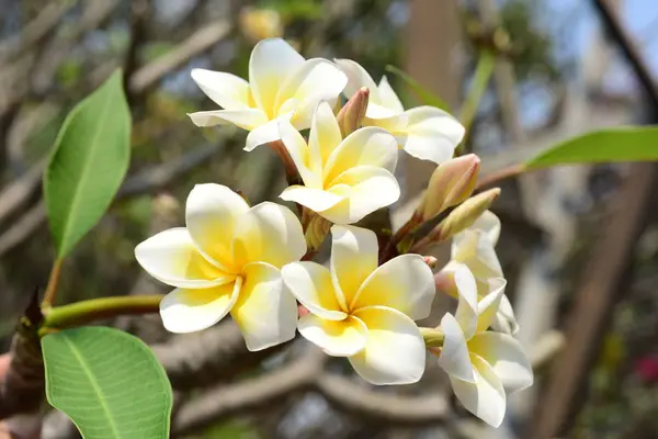 Fiori Tropicali Bianchi Che Sbocciano Sull Albero — Foto Stock