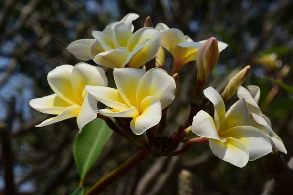 Bílá Tropické Květiny Kvetoucí Stromě — Stock fotografie