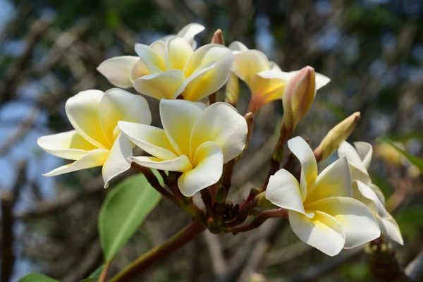 Białe Tropikalne Kwiaty Kwitnące Drzewie — Zdjęcie stockowe