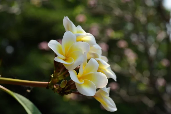 Fleurs Tropicales Blanches Fleurissant Sur Arbre — Photo