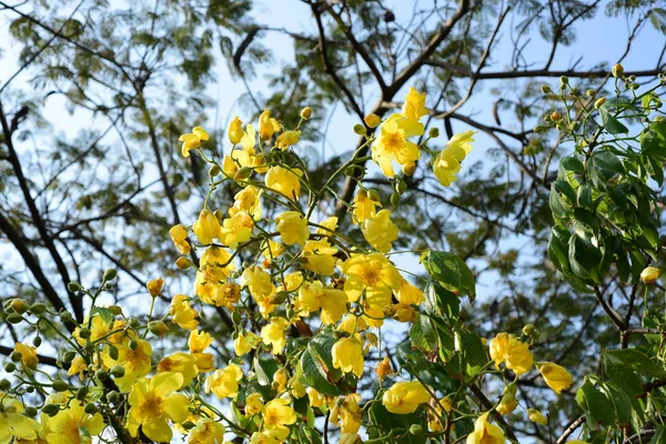 Flores Amarillas Florecientes Luz Del Sol Brillante — Foto de Stock