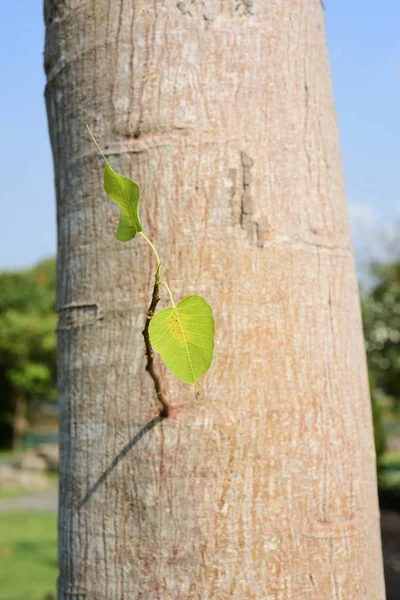 Zelené Listí Kmeni Stromu — Stock fotografie