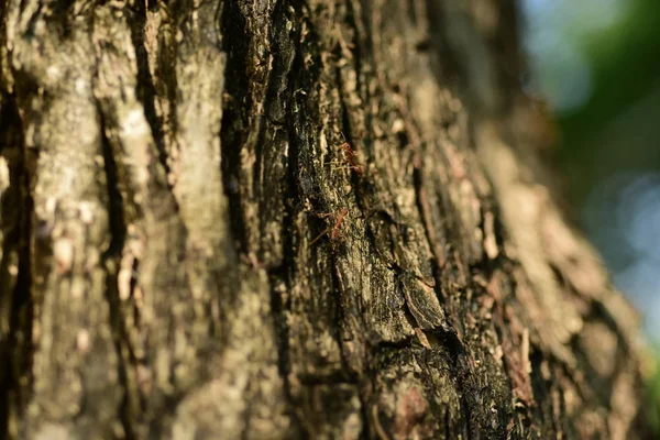 Primer Plano Pequeña Hormiga Árbol — Foto de Stock