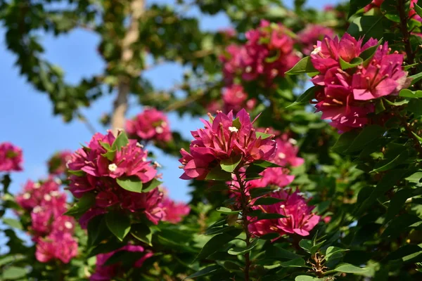 Flores Rojas Florecientes Luz Del Sol Brillante — Foto de Stock