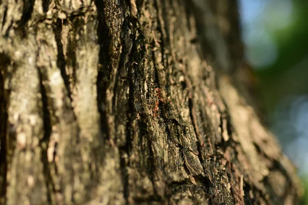 Ağaçtaki Küçük Karıncayı Yakın Çekim — Stok fotoğraf