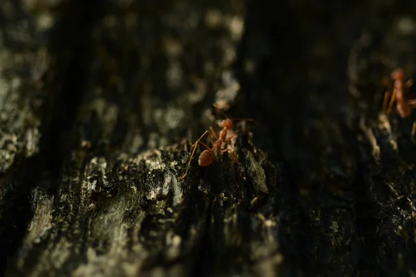 Close Shot Semut Kecil Pohon — Stok Foto