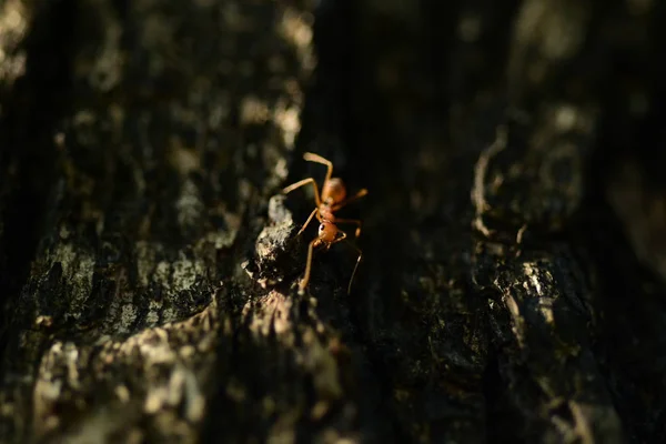 Plan Rapproché Petite Fourmi Sur Arbre — Photo