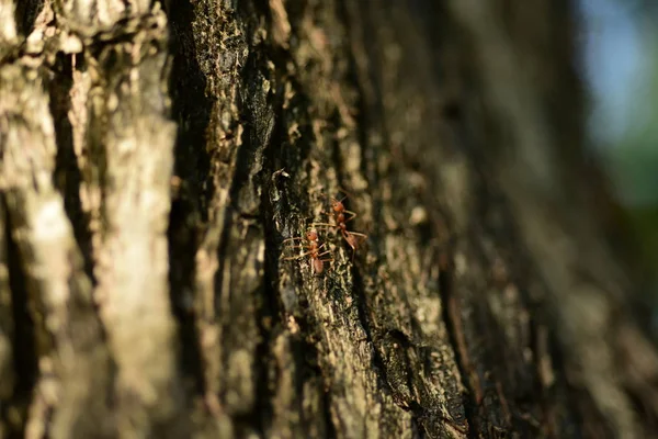 Primer Plano Pequeña Hormiga Árbol — Foto de Stock