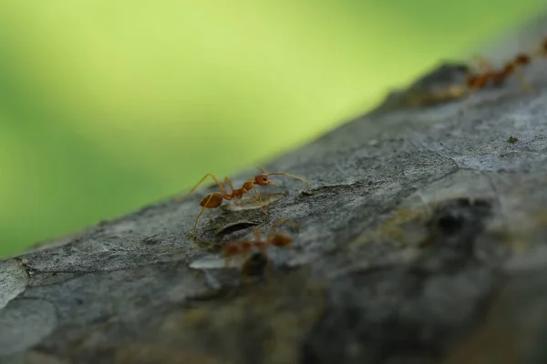 Close Tiro Muitas Formigas Árvore — Fotografia de Stock