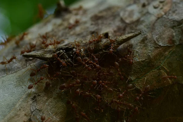 Nahaufnahme Vieler Ameisen Auf Baum — Stockfoto