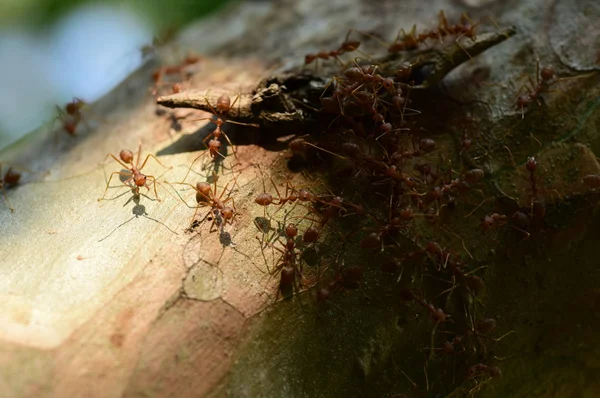 Close Shot Many Ants Tree — Stok Foto