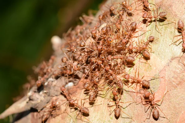 Close Shot Many Ants Tree — Stok Foto