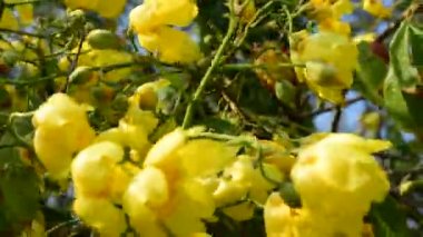 parlak güneş ışığı altında sarı çiçek çiçeklenme