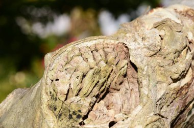 ağaç kabuğu yüzeyi, soyut arkaplan