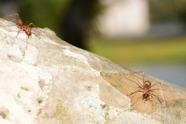 Ağaçtaki küçük karıncaları yakın çekim